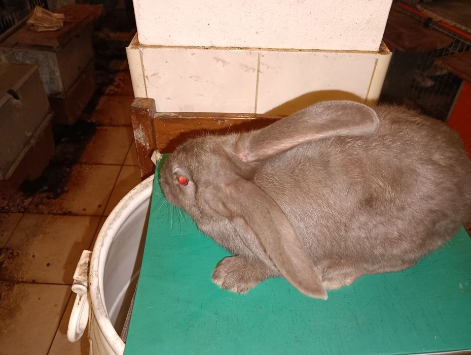 Coelhos Gigantes borboleta