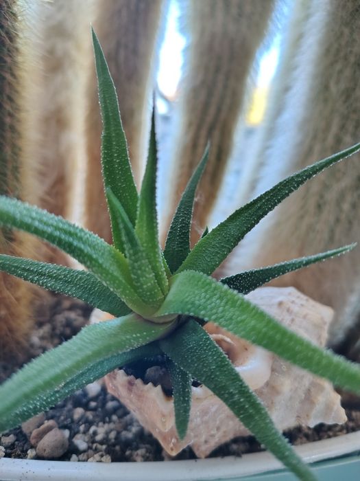 Хавортія смугаста (Haworthia fasciata)