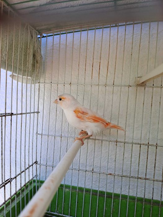 Canárias