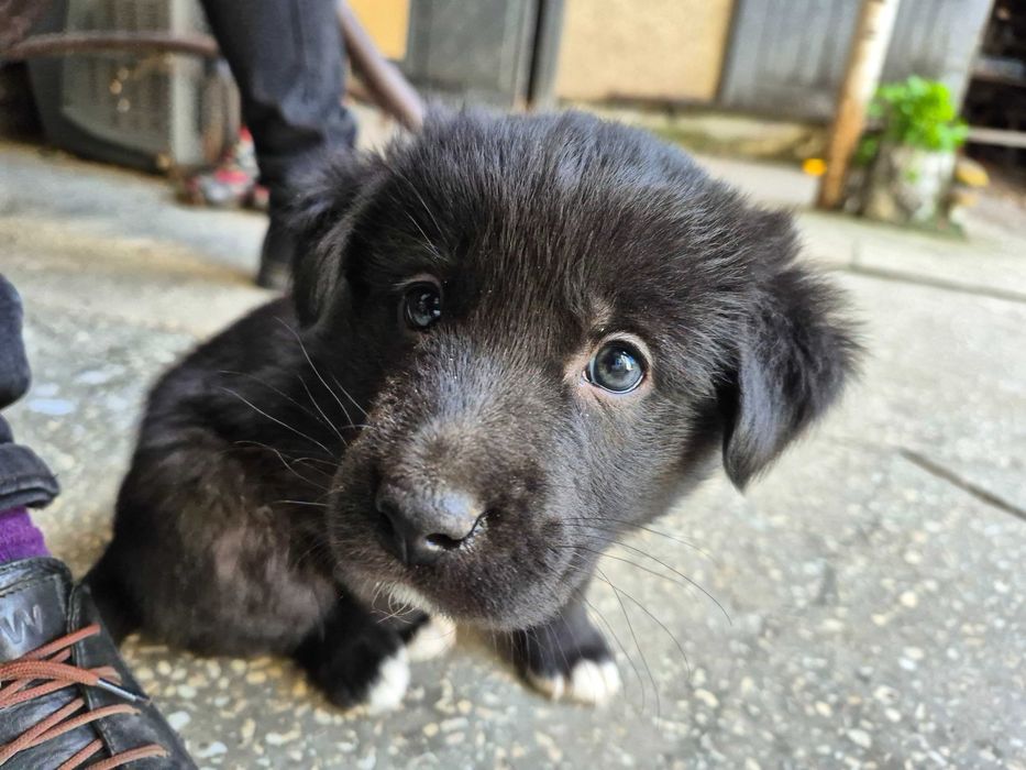 Безкоштовно! Віддам в добрі руки!