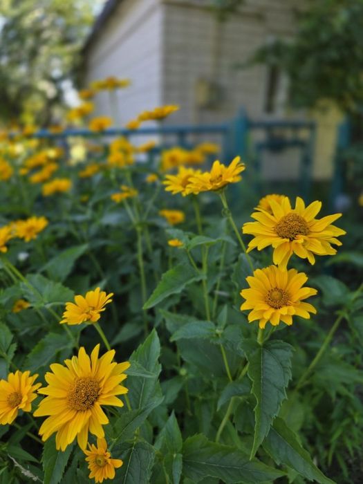 Продаж дачі Нова Українка