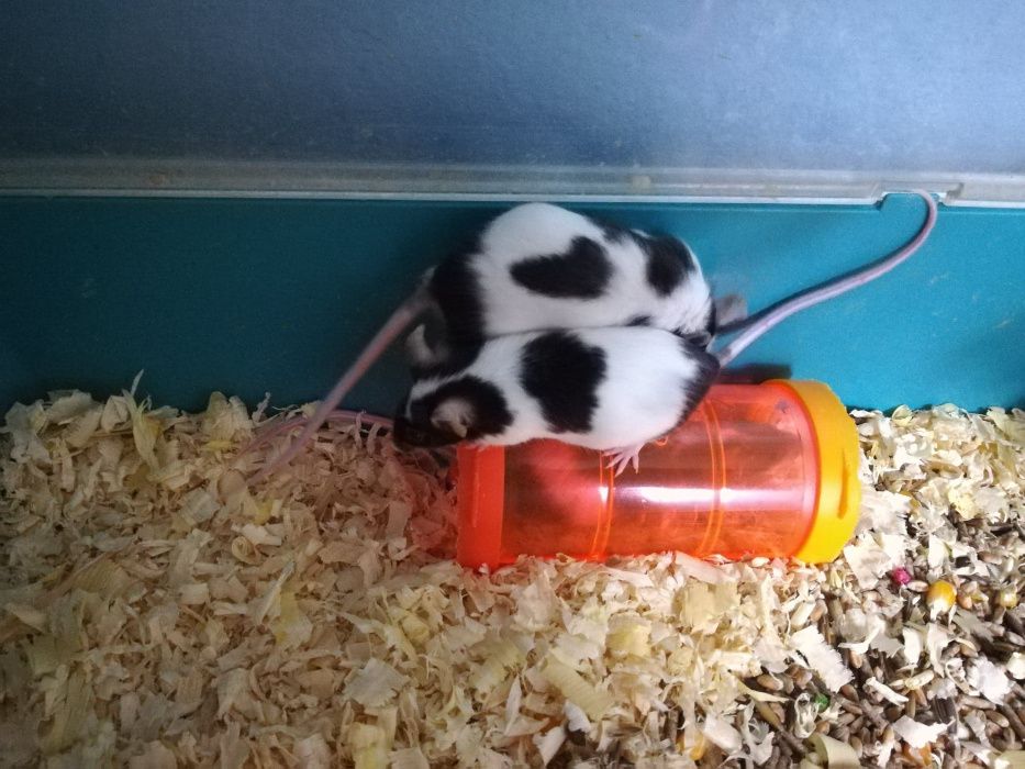 Myszki,myszy w różnych kolorach