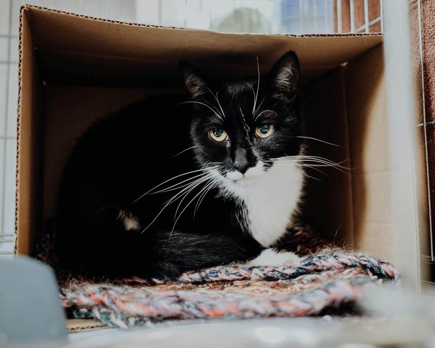 Delikatna koteczka do pilnej adopcji