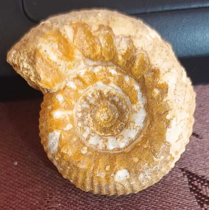 Geodes + fossil