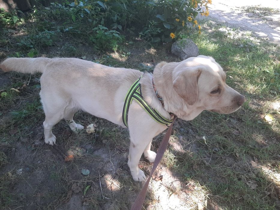 Передержка, Перетримка тварин