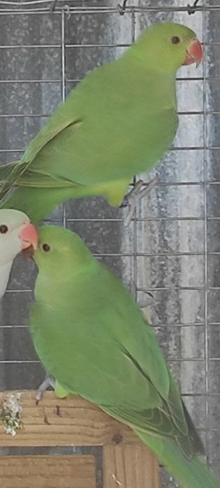 Ring Necks (vários)