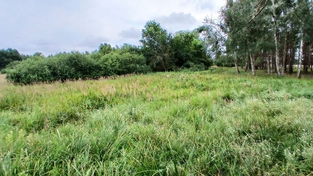 1.76 ha Raj dla koni przy granicy Gniezna! (las + wielka polana pod padok) - Widok 5