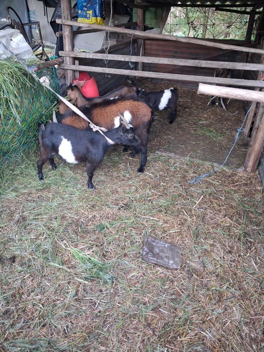 Rebanho cabras anãs