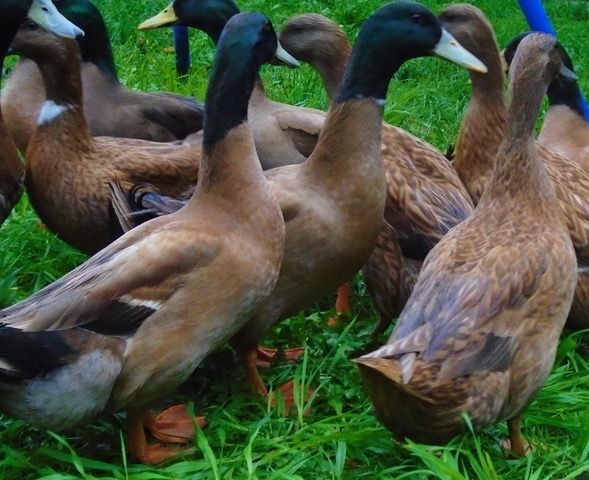 Patos khaki campbell jovens.