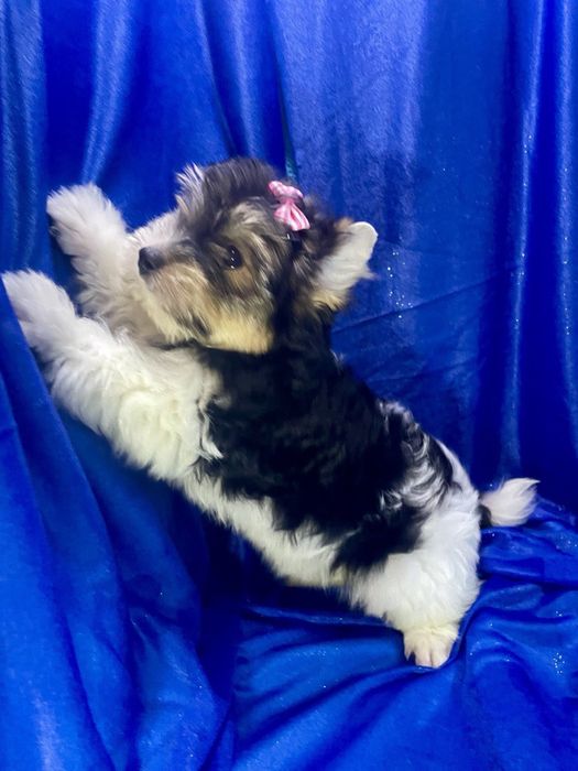 Дівчата хлопчик бівер йорк ляльковий бебіфейс, є документи