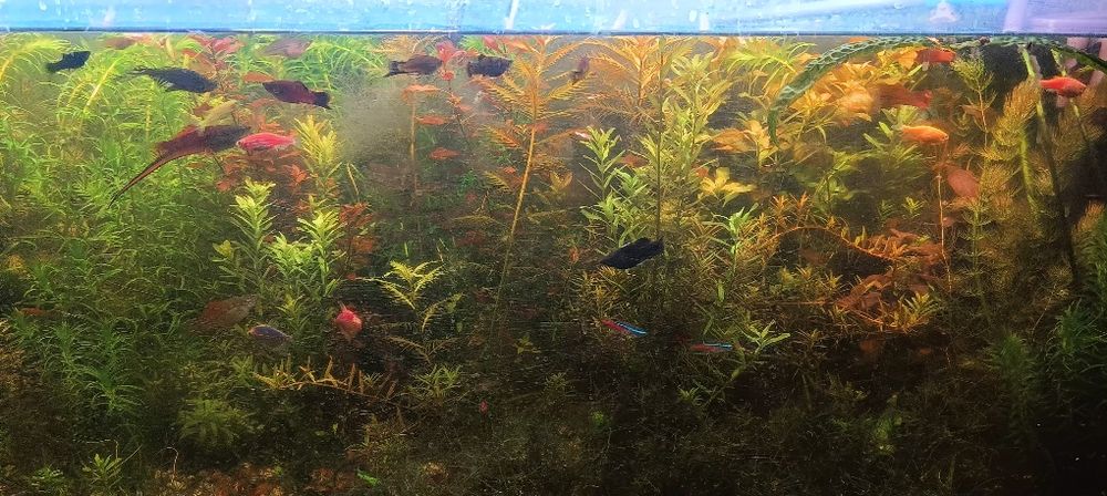 Roślinki do akwarium moczarka