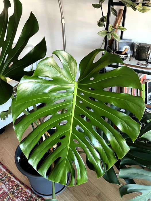 Monstera deliciosa Adulta em Vaso  - Folhas 60 cm