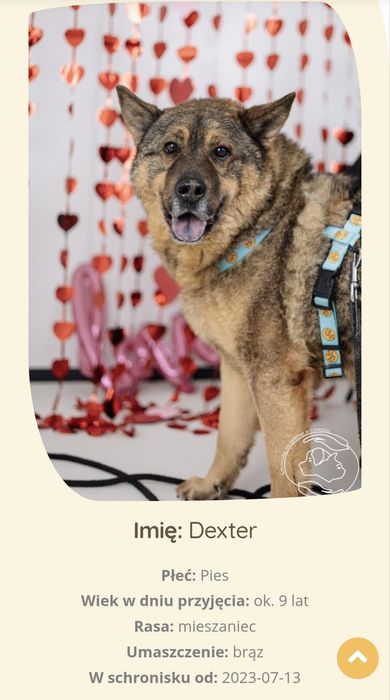 Piękny Dexter do adopcji