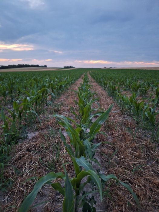 Siew kukurydzy vaderstad tempo t6