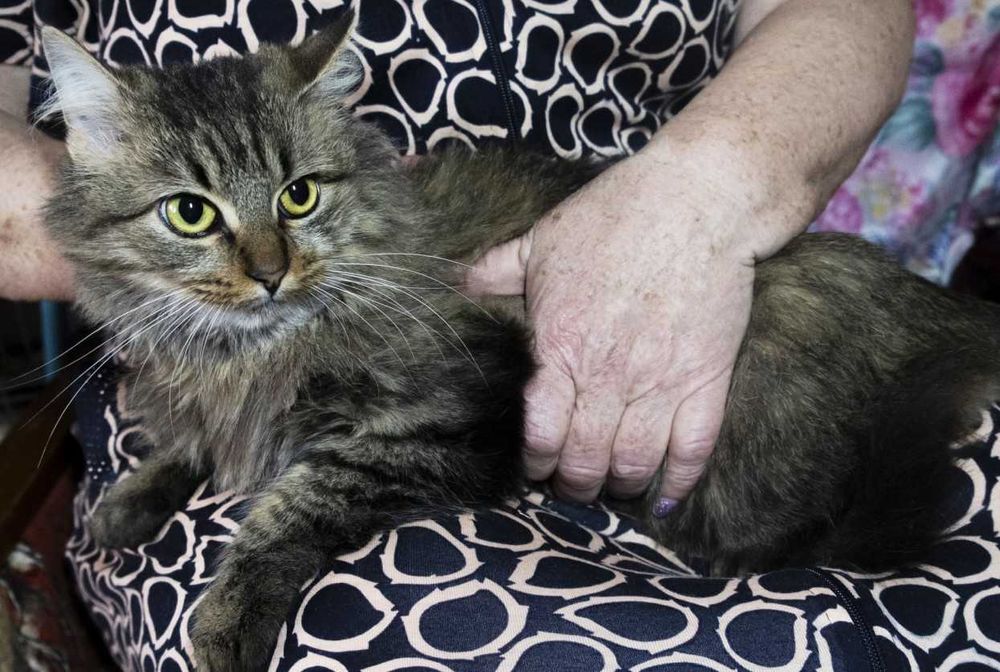 Кішечка Кошеня Котик Котик Сіба 8 міс