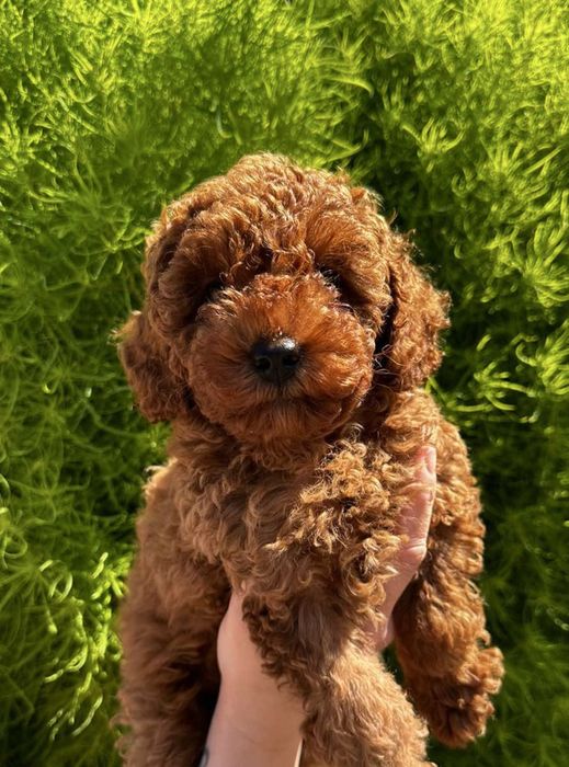 Продам дівчинку!