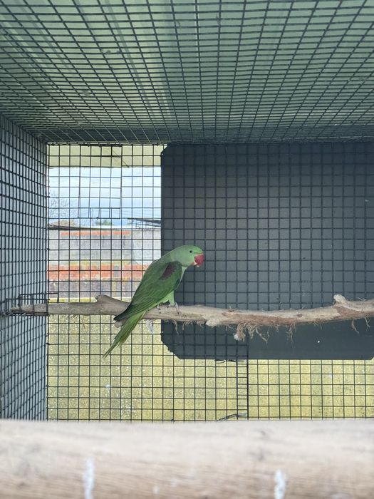 Grande alexandre 2025