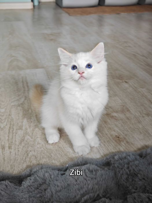 Ragdoll przepiękny rudy kocurek , rodowód FPL