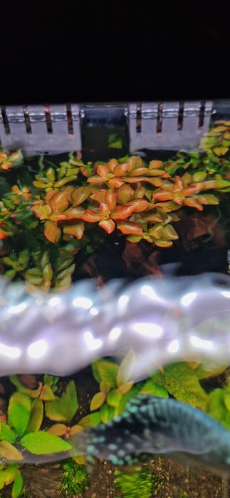 Ludwigia repens, szczyty