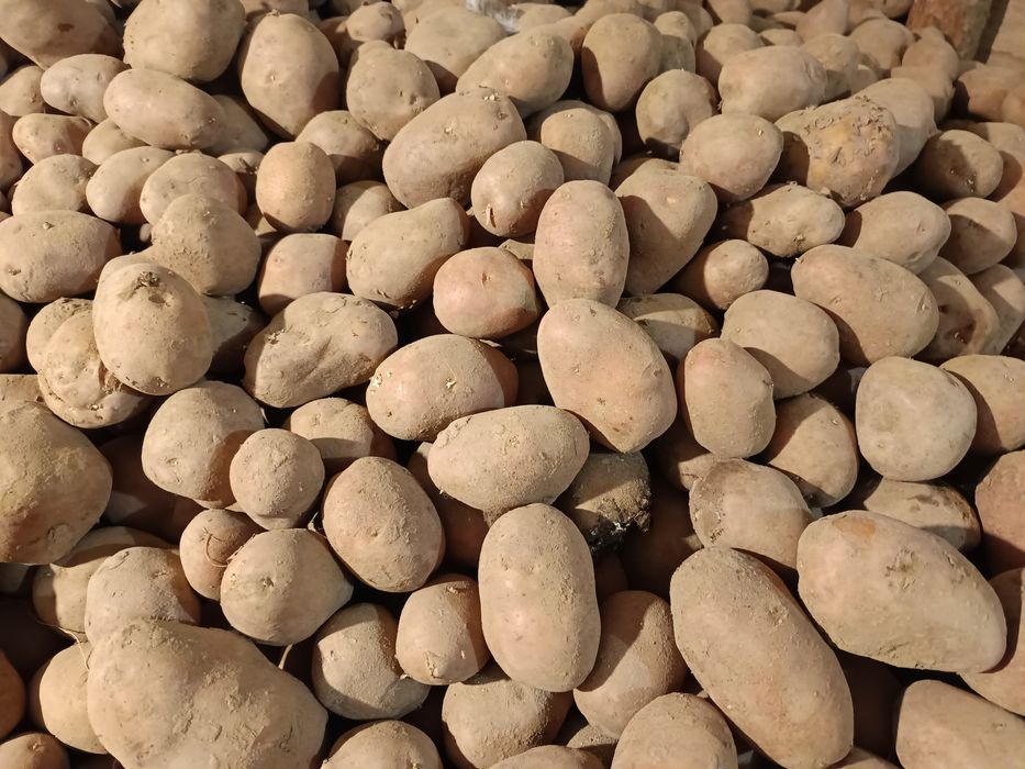 Ziemniaki bellarosa i atol