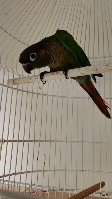 Piriquito Pirrura Macho