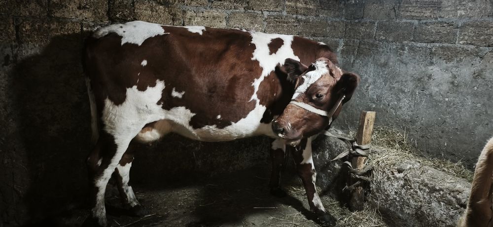 Продам айширку на хозяйство!