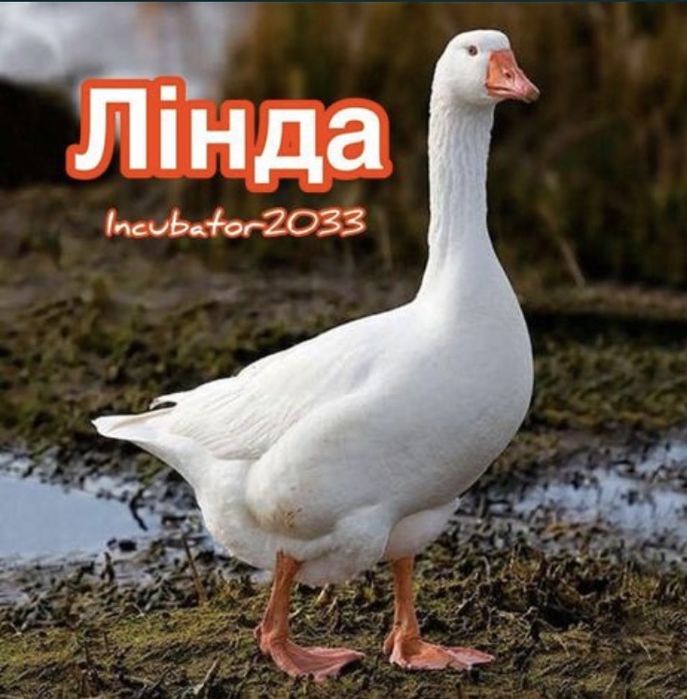 Лінда інкубаційні яйця гусей