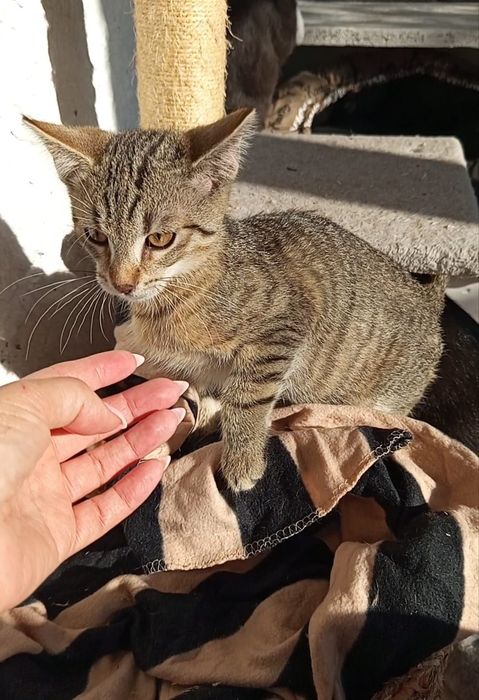 3 miesięczny kocurek szuka domu niewychodzącego