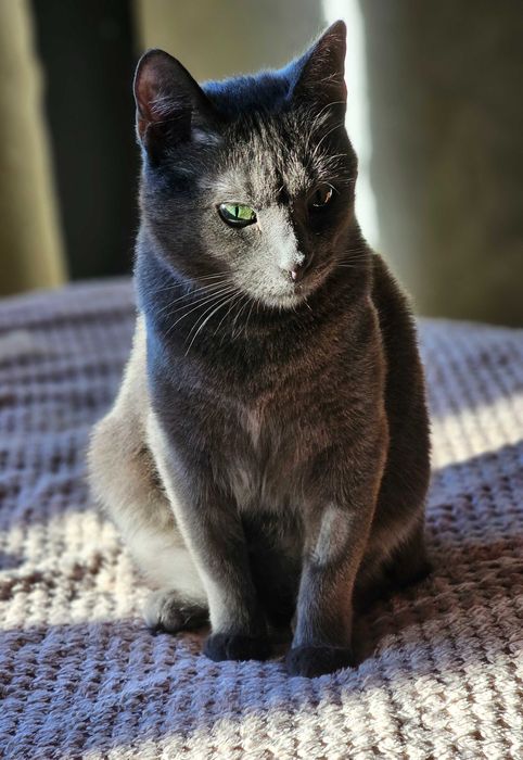 Do odpowiedzialnej adopcji cudowna kotka