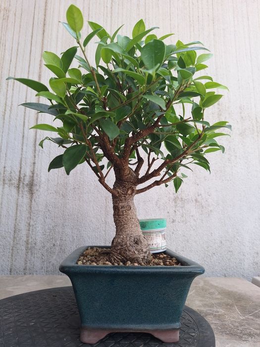 Bonsai ficus shohin