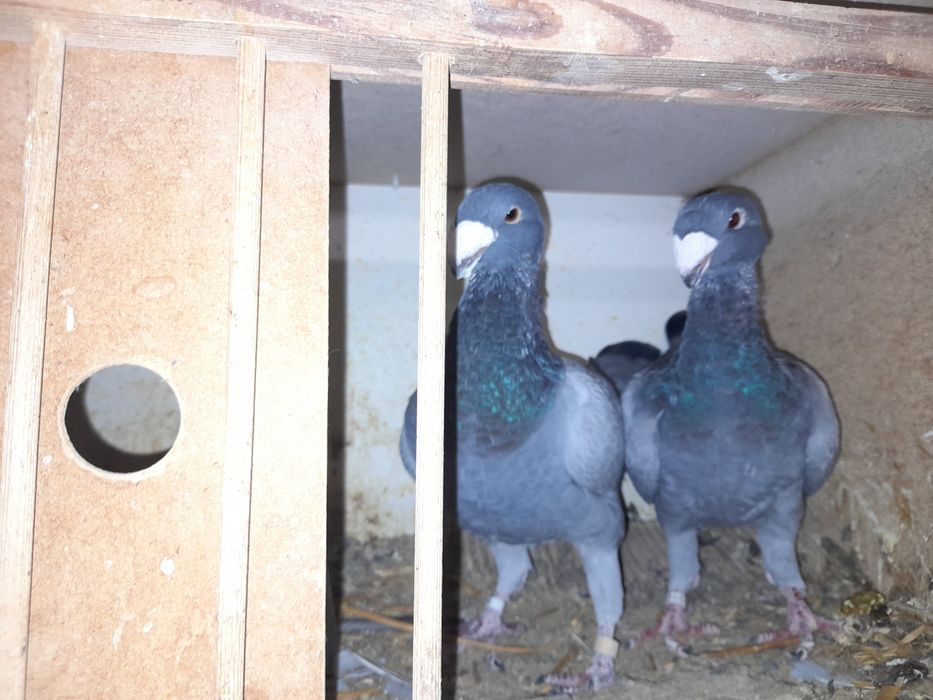 Gołębie Niemiecki wystawowy,mewki