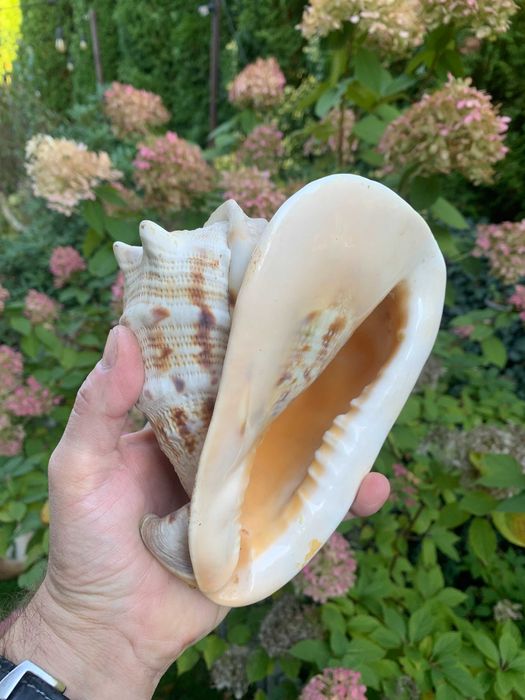 duża muszla kraba morska