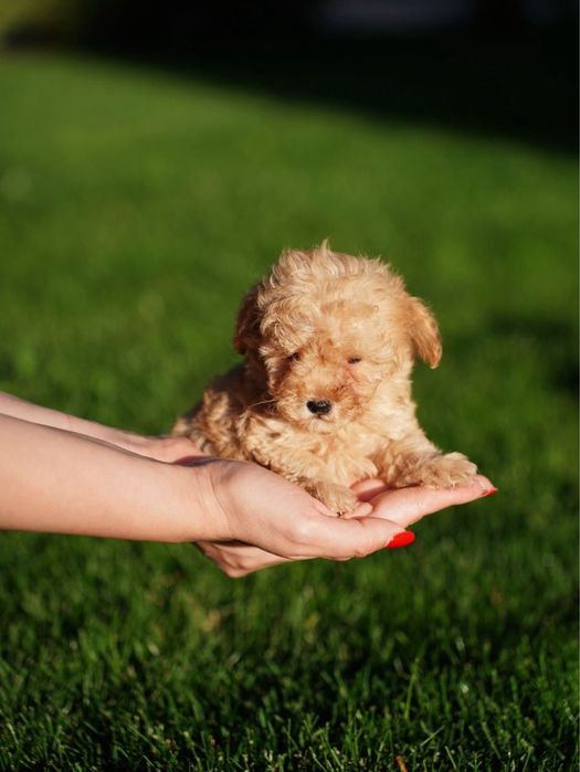 Хлопчик мальтіпу – малюк, що принесе у дім теплоту та радість