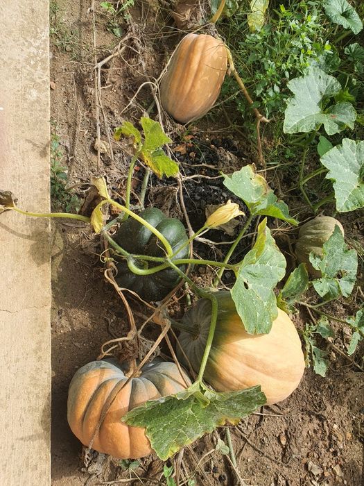 Batata, cebolas, tomates, malaguetas, tudo caseiro