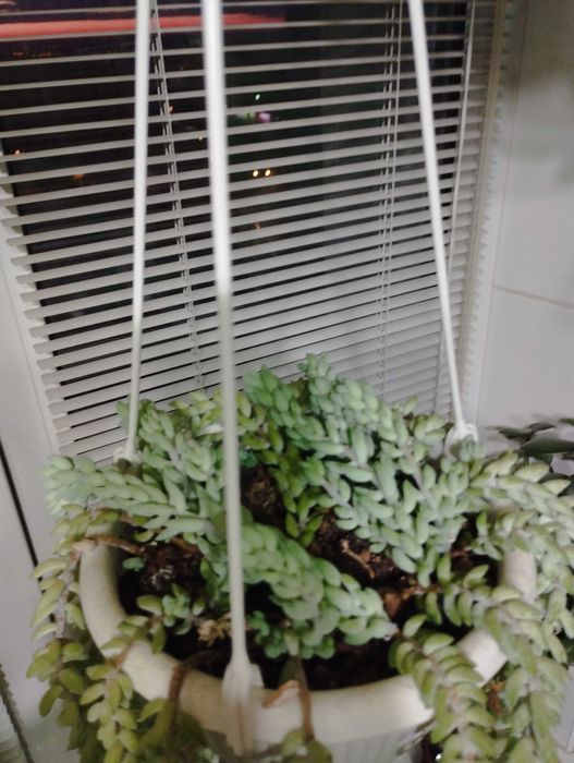 Очиток Моргана цветок суккуленты