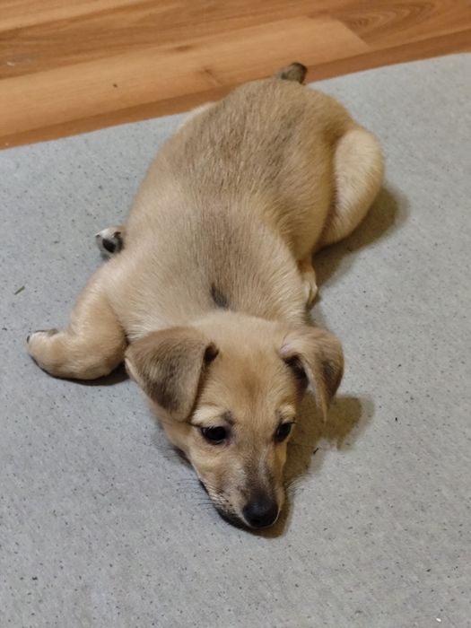 W dobre ręce oddam :/