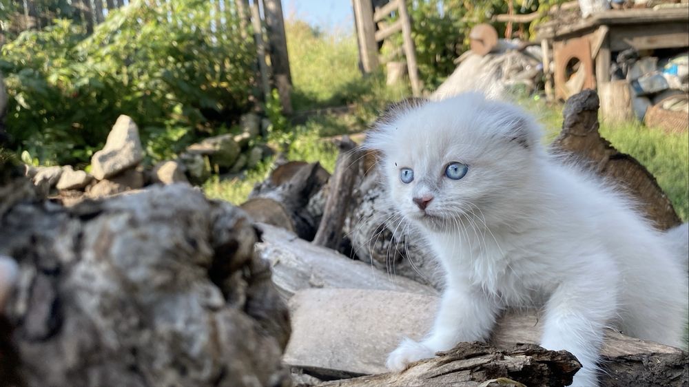 Продаю котиків