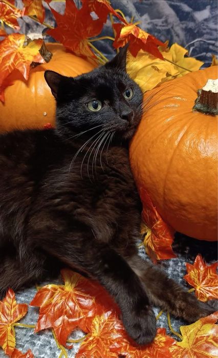 Odsam kota do adopcji