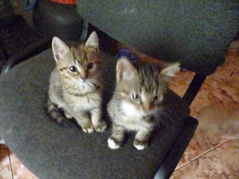 Віддам кошеня у добрі руки