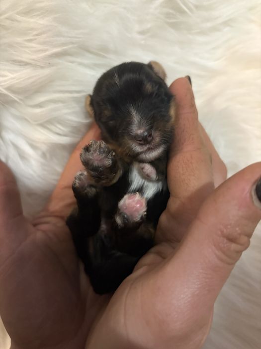 Do Rezerwacji Pixel Yorkshire Terier Biewer