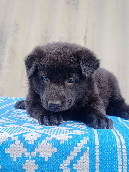 Продам цуценят німецької вівчарки