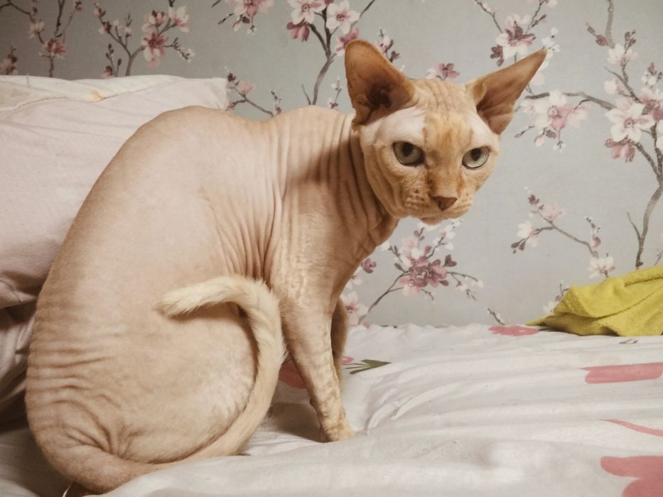 Кот сфинкс вязка