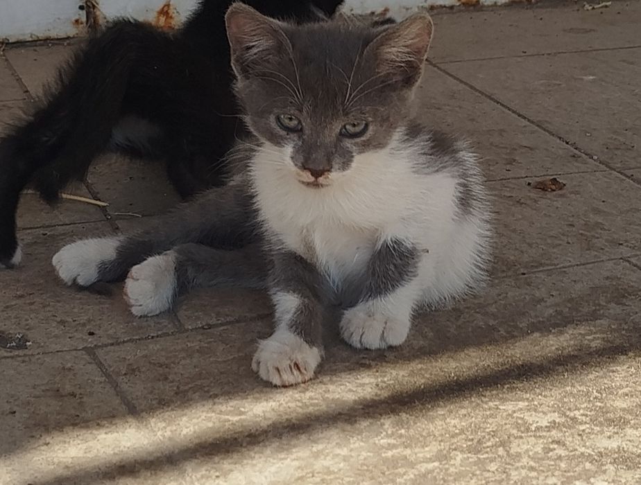Отдам котенка в хорошие руки