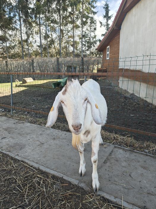 Dwuletni koziołek zmieni dom