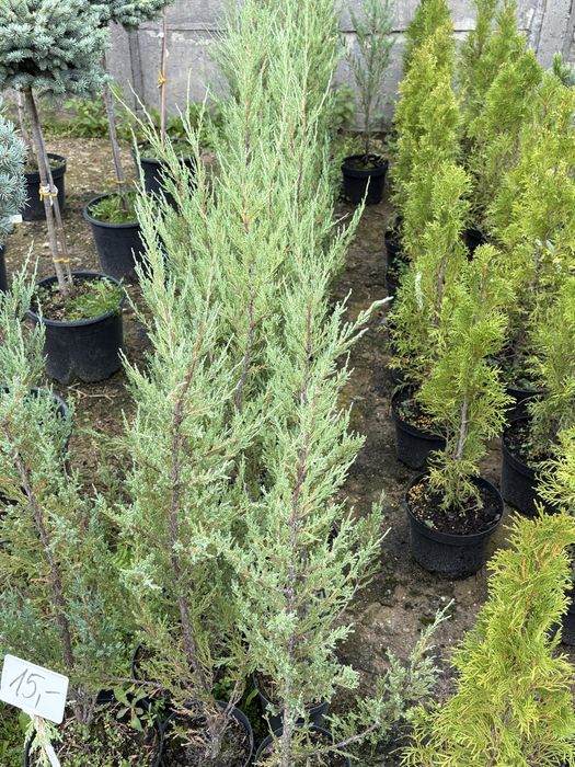 Jałowiec skalny ( Juniperus scopulorum blue arrow)