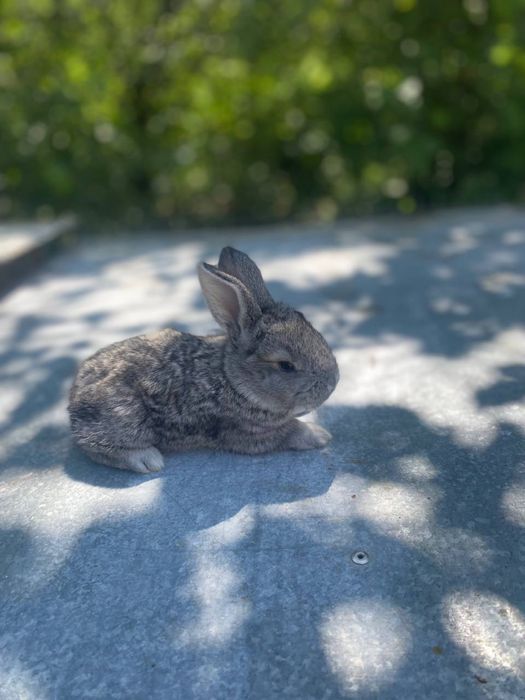 Продаються кролики