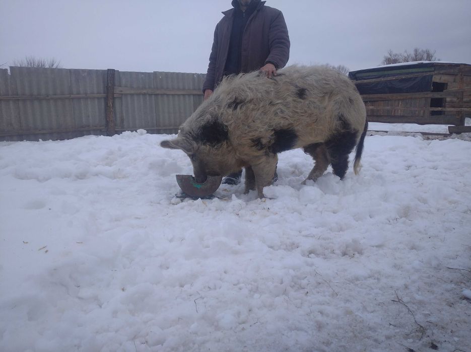 2026продажпоросят