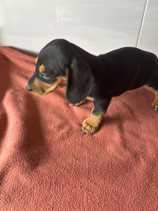 Teckel femea miniatura pelo curto