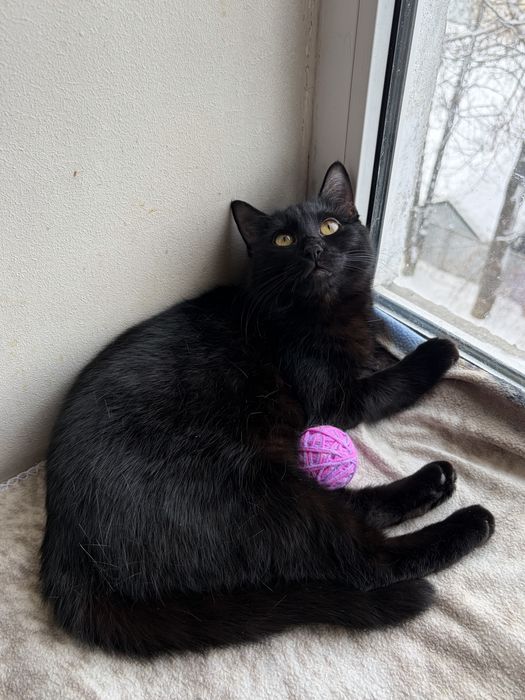 Киця Магда шукає родину. Кішечка в добрі руки