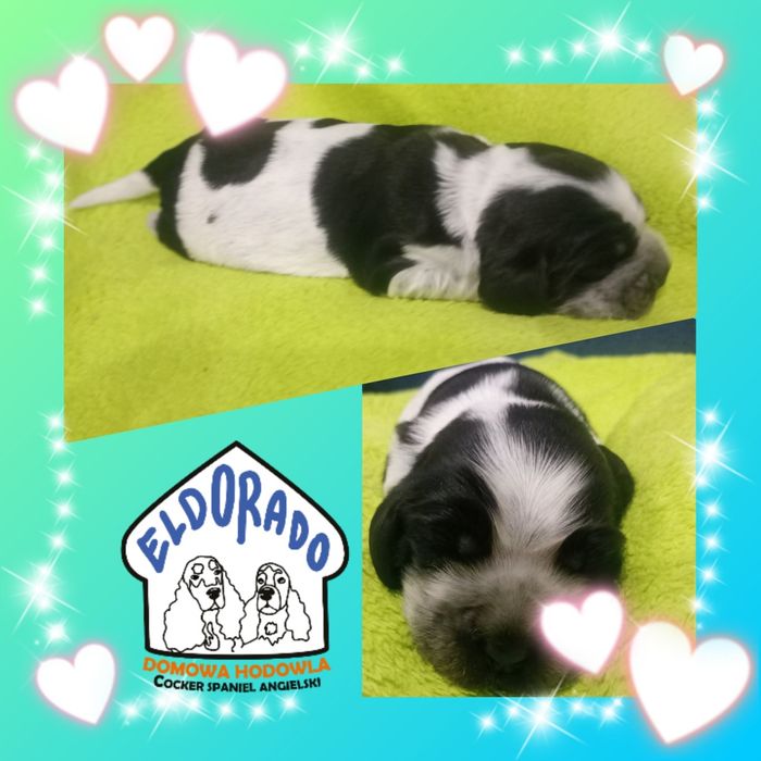 Cocker spaniel angielski piesek Blue roan